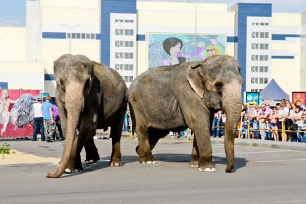 � ������� ��� ������ � ��������?