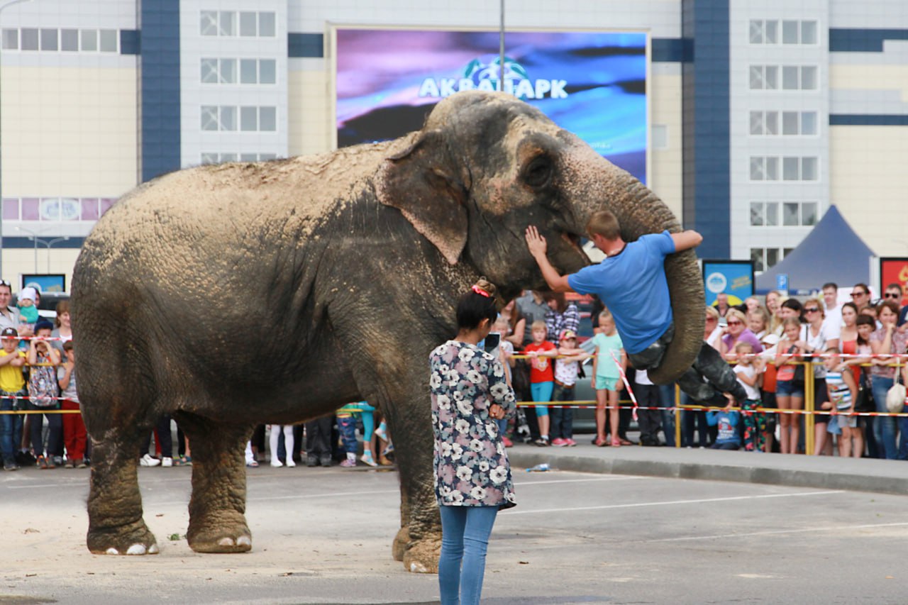 А помните шоу слонов в Барнауле? А помните шоу слонов в Барнауле?