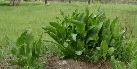 Листья хрена: секреты их полезности на огороде