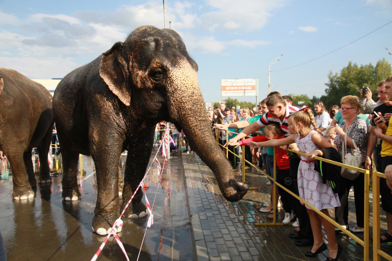 А помните шоу слонов в Барнауле? А помните шоу слонов в Барнауле?