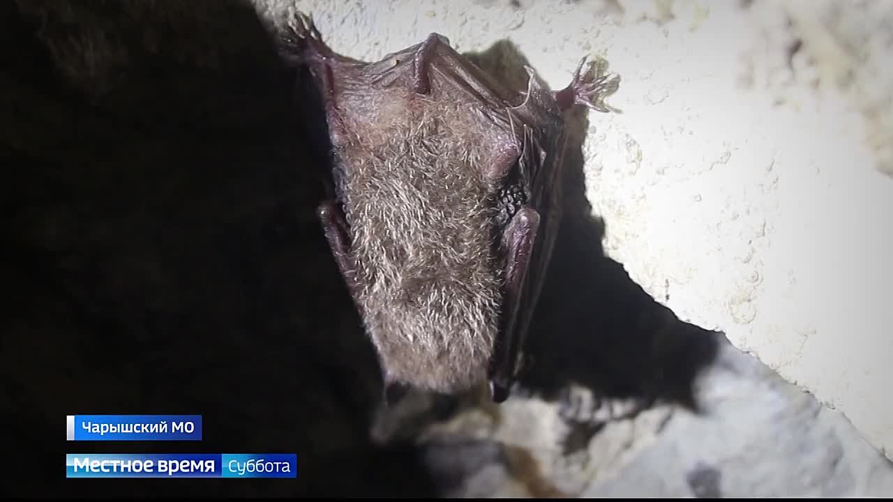 В Алтайском крае учёные обнаружили уникальную летучую мышь
