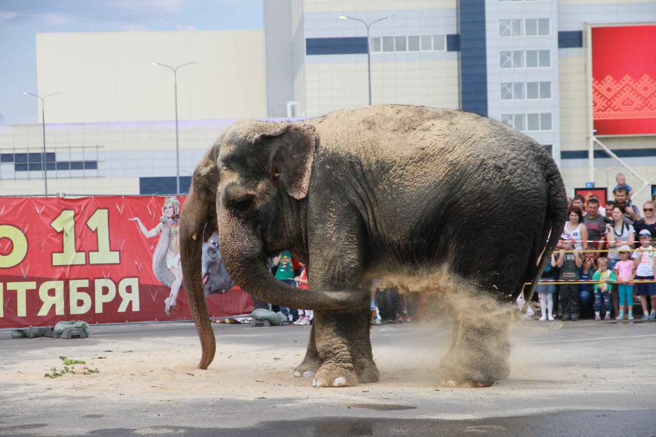 А помните шоу слонов в Барнауле? А помните шоу слонов в Барнауле?