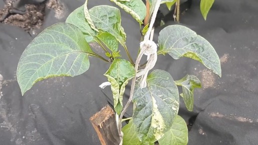 ��� ������� ������� ����� ����� �������� � ������� ��� ������� �� 21 ����