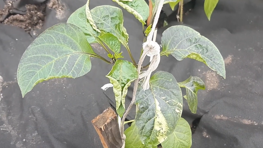 Как собрать сладкий перец перед холодами и сделать его красным за 21 день