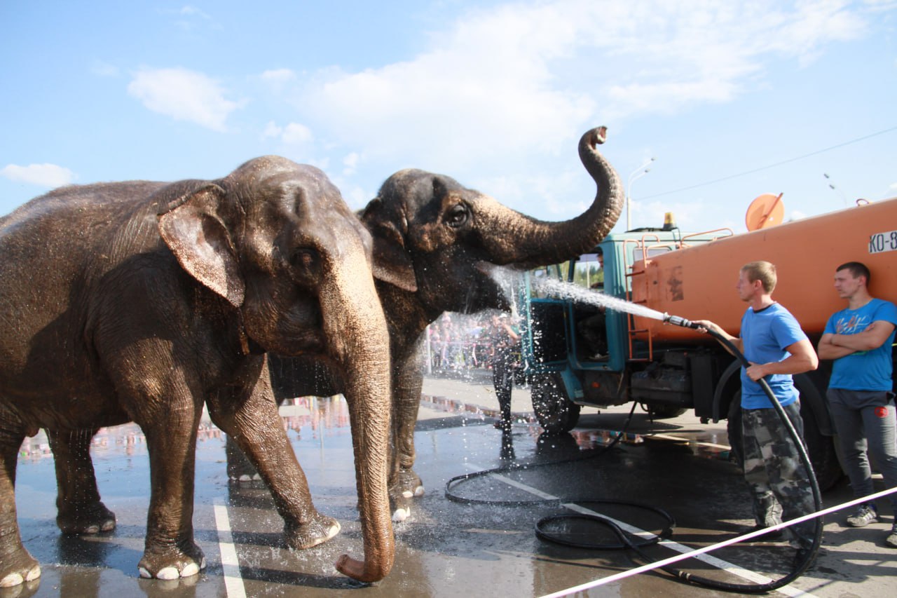 А помните шоу слонов в Барнауле? А помните шоу слонов в Барнауле?