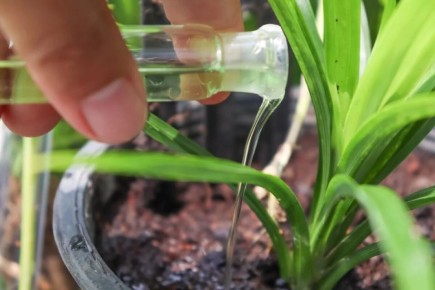 ������ ������� �������� �������� ������� ��� ����� ��������: ���� ����������� �����������