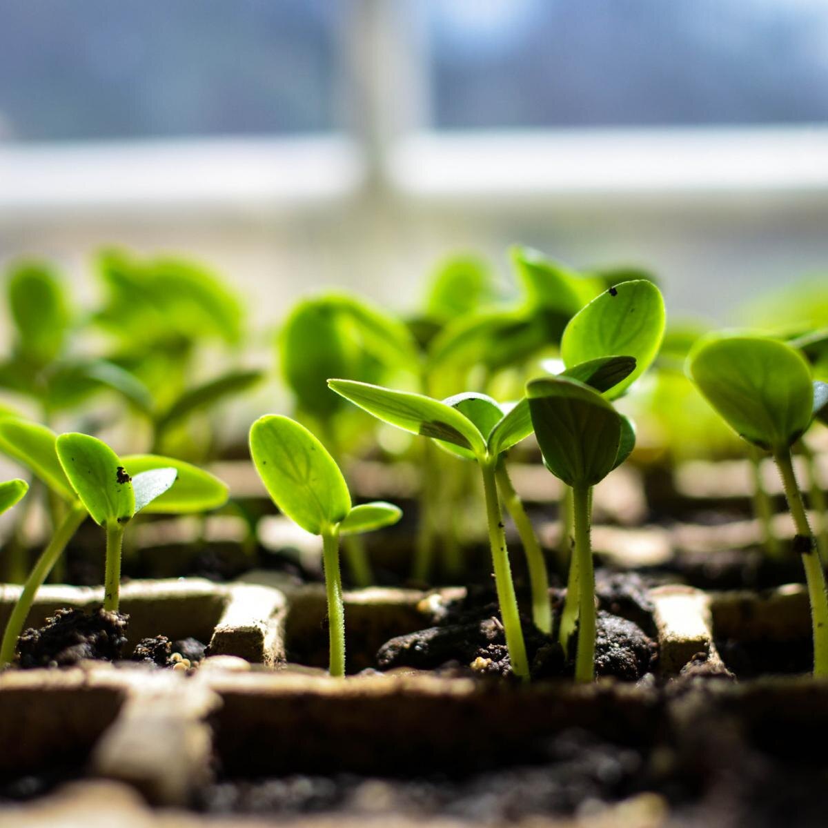 Как сократить расходы на семена и рассаду: полезные советы для садоводов