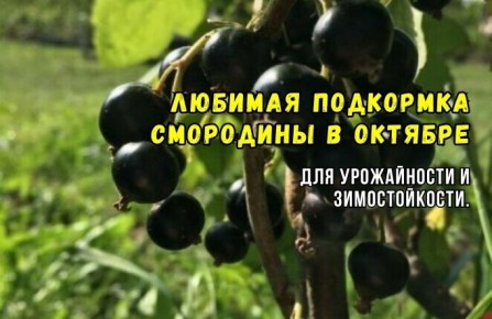 ��� ���������� ��������� ����� �����: ������ ������� ���������