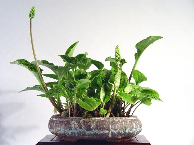 Дримиопсис: как ухаживать за этим тропическим растением в домашних условиях