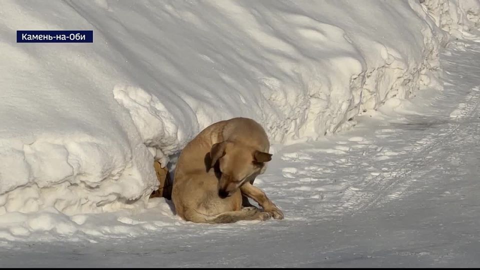 В Камне-на-Оби лиса покусала людей и собак