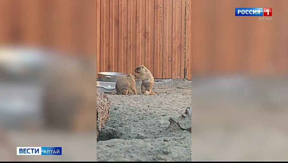 Сурки из барнаульского зоопарка проспали праздник