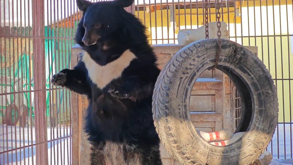 ����������� ������� ��������������� �������� ����� ��������, ����� � ����� ����� ������