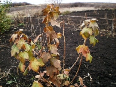 ����� ��� ���������: �������� ���� � ��������� ������