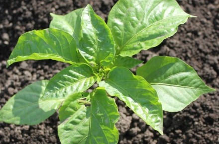 Как правильное удаление коронного цветка влияет на урожай перца