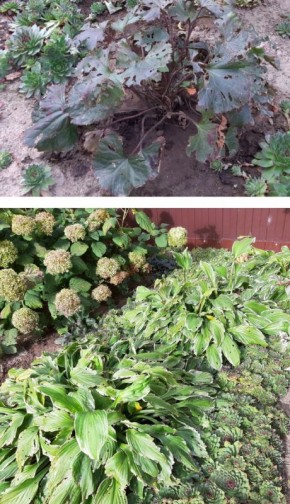 ����������� ������ �� ��������: ����� ��� ������������� ��������