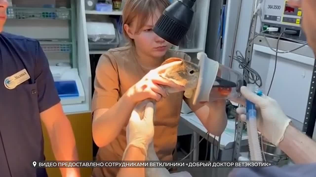 Травмированного лебедя с АБ удалось поймать и доставить к волонтёрам-ветеринарам в Барнаул