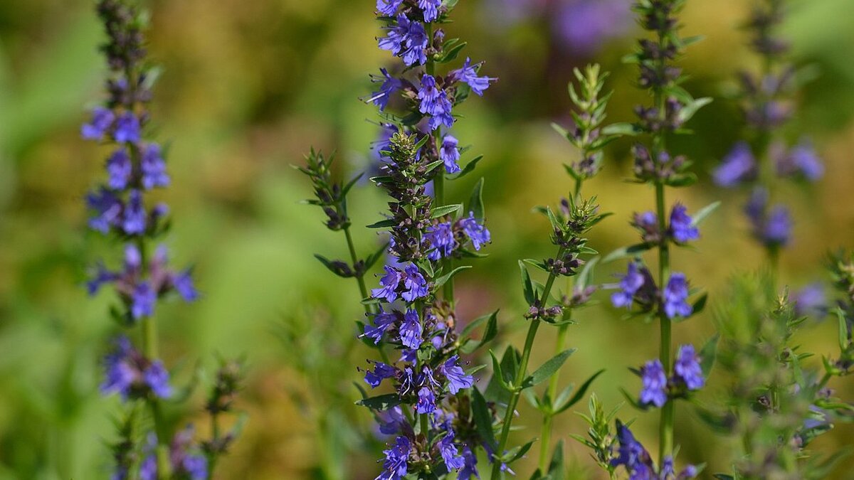 Иссоп: секреты выращивания и его удивительные полезные свойства