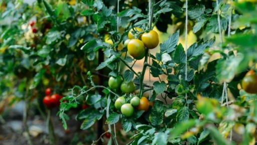 ��� ���������� ��������� ������� �������� ���������� ������� �� 16 ����