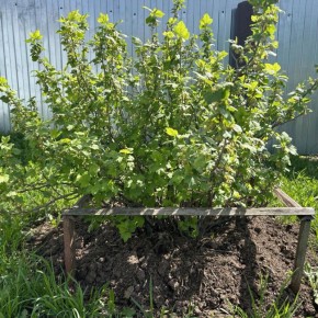 ����������� ���������: ��� ����� ��-��� ��������� �������� ����� ���������