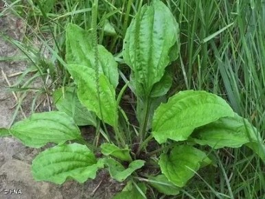 Подорожник: неожиданные факты о растении, которое можно встретить на каждом шагу