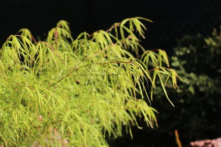 ����� �������� �����������: ����������� ������ Sutherland Gold