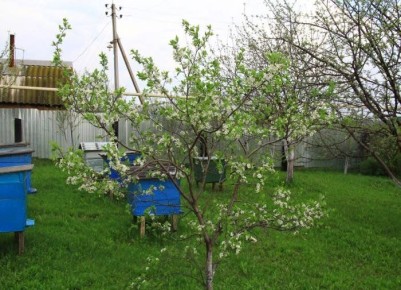 �����: ����������� ������������ ��� ������ ����