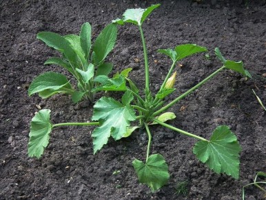 �������� ������� ��������� � ������ ������� ������ ���� �� ����