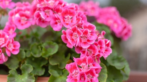 ������ �������� ������ ������ ����� ����� ������: ��� ��� �������� � ����