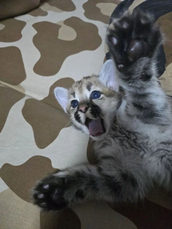 ������ �������� ���� ���� ��������� ���� � ������������ ��������