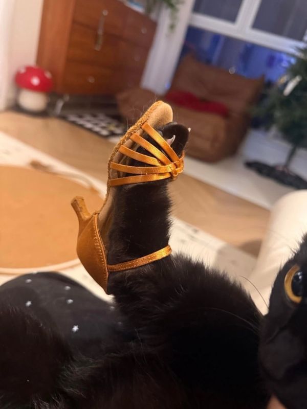 ������ ����, ��������� ����!�