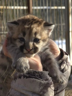 ������ �������� ���� ���� ��������� ���� � ������������ ��������