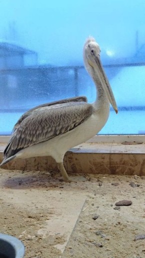 �������� �������, ���������� �� ����, ��������� �� ����������� � ������������ ��������