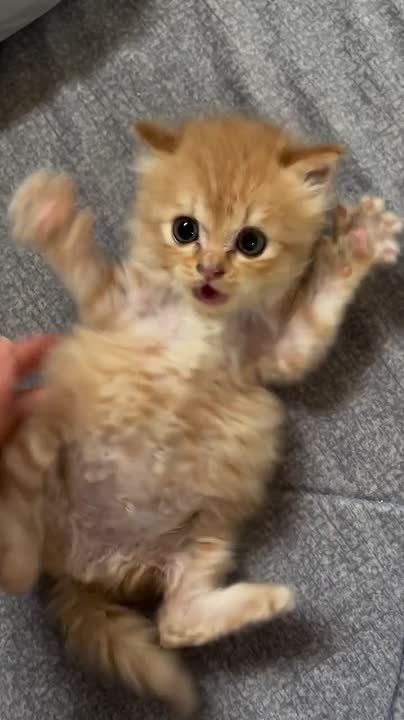 ������ ����, ��������� ����!�