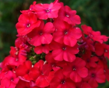 ������: ��������� ������, ������� ����������� ������