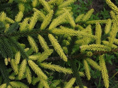 ����� ����� �� ����: ��� �������� �������� � ������� ������ �������� �����