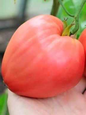 ����� �������� ������: ���������� ���� ��� ������ �������