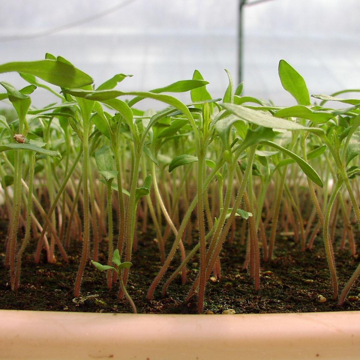 Как ускорить рост рассады: эффективный способ с янтарной кислотой