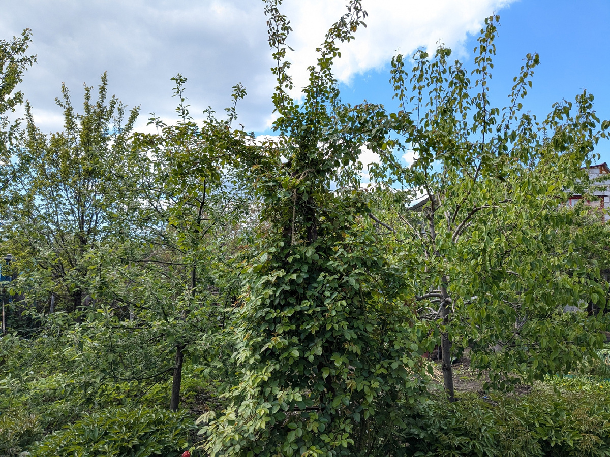 Как плетистые розы украсили сад: стильные опоры и креативные решения