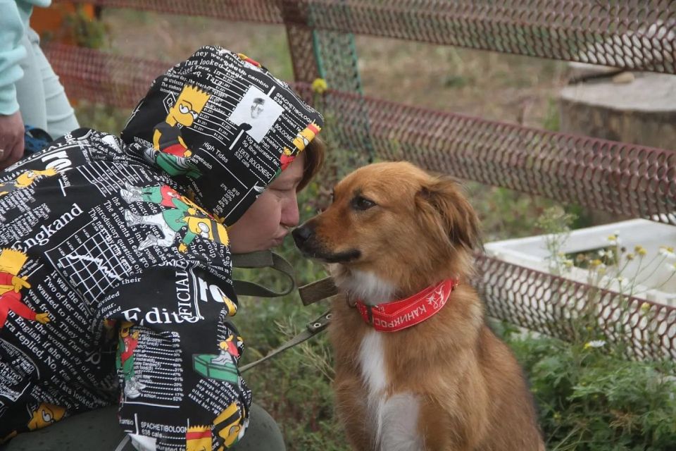 Приют «Ласка» готовит к запуску новый формат работы со щенками