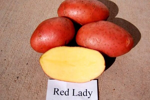 Ред Леди: картофель, который завоевывает огороды