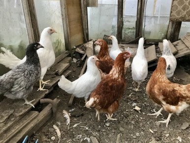 �������� �����: ��� �� ������� ��� ��� ����� ��������