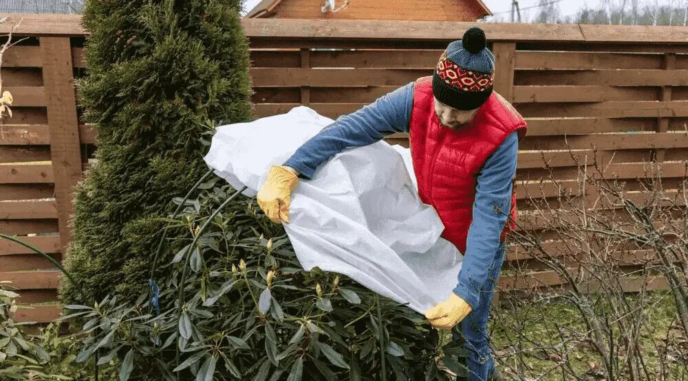Как предотвратить ущерб от весенних заморозков: практические рекомендации