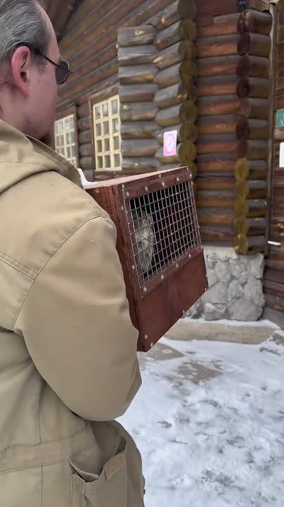 Ленинградский зоопарк делится новостями про самка манула Пепе из Барнаула