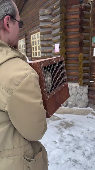 Ленинградский зоопарк делится новостями про самка манула Пепе из Барнаула