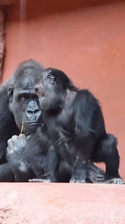 Доброе утро, Алтайский край!