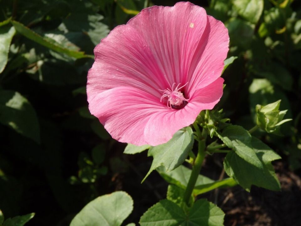 Лаватера: секреты выбора видов и советы по уходу