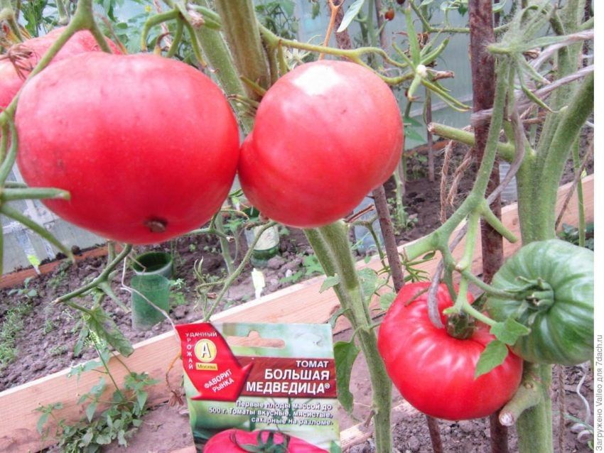 ����� ������� ���������: ������� ����� ��� ������ �����