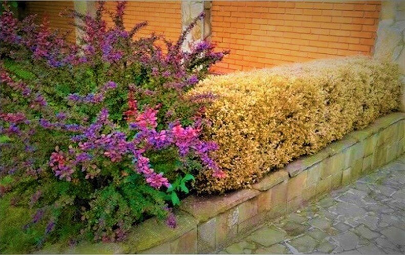 Как защитить самшиты от опасного врага: советы для садоводов