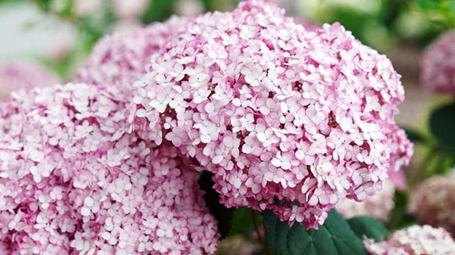 Неприхотливые кустарники, которые цветут до самой осени