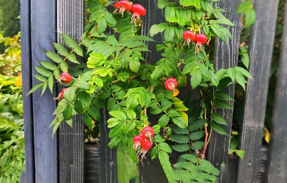 ��� ������� �� ���� ����� ������ �������